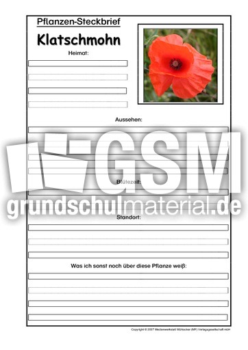 Pflanzensteckbrief-Klatschmohn.pdf